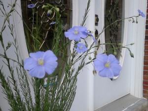 Flax flowers at office entrance