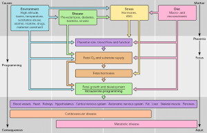 NAFLD factors in Pregnancy (Fowden, 2006, Physiology)